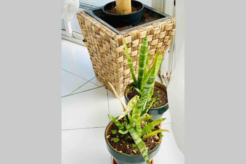 Begonia Center 230 By Namaste Elite Apartamento